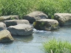 水浴び日和