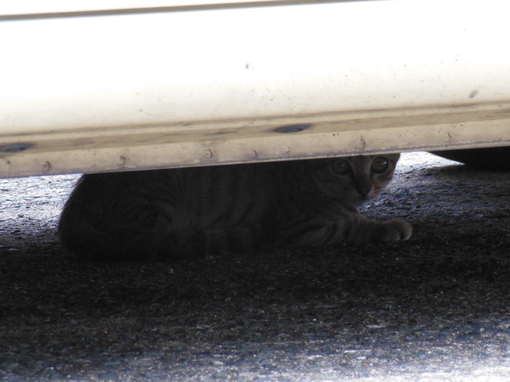 車に乗れぬ…