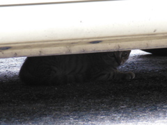 車に乗れぬ…