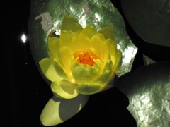 ちょっと明るさ調整。