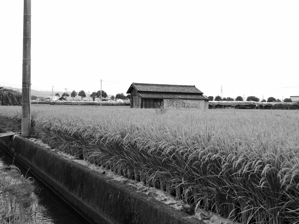 白と黒と仄かに香る