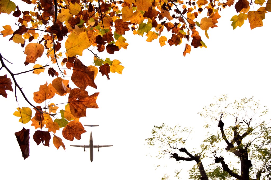 ++ maple ++