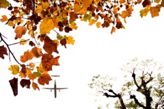 ++ maple ++