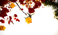++ yellow and red ++