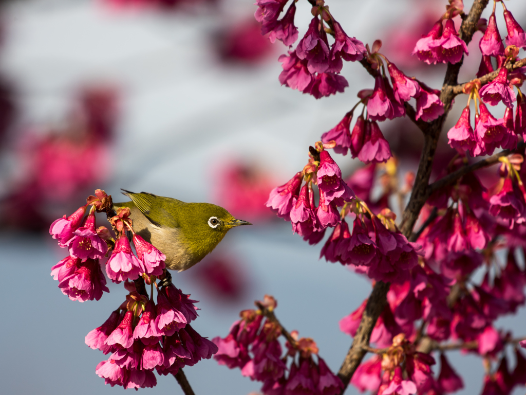 ++ spring has come ++