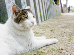 お社のねこ