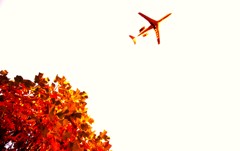 ++ red leaves ++