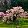 ++ weeping cherry ++