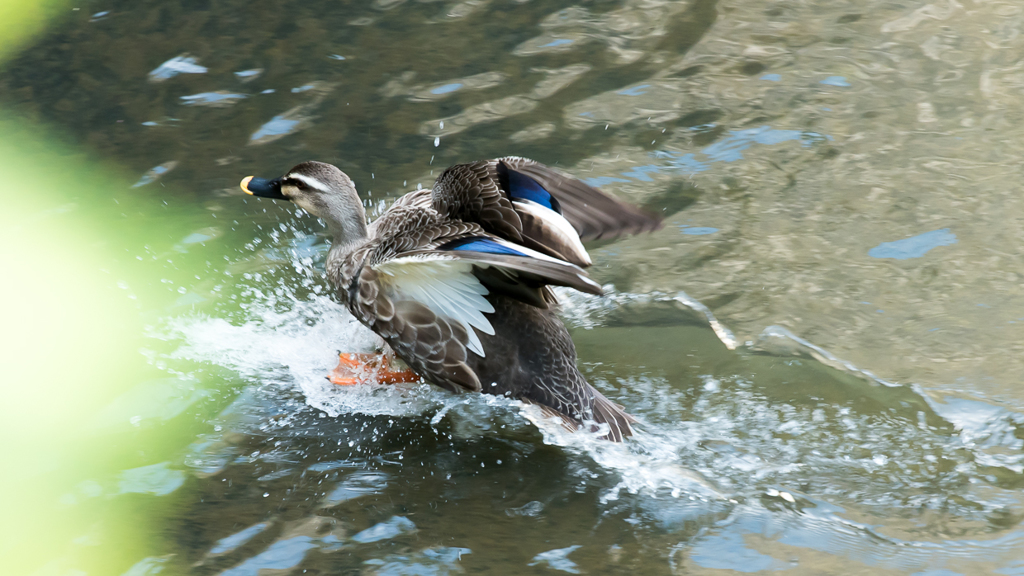 ++goose++