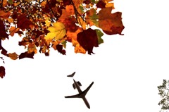 ++  the red and gold of autumn leaves ++