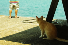 とおくの海のねこⅱ