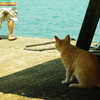 とおくの海のねこⅱ