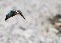++ kingfisher ++