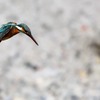 ++ kingfisher ++