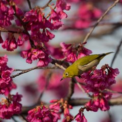 ++ Japanese white-eye ++