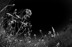 Colorless　-蜂鳥-