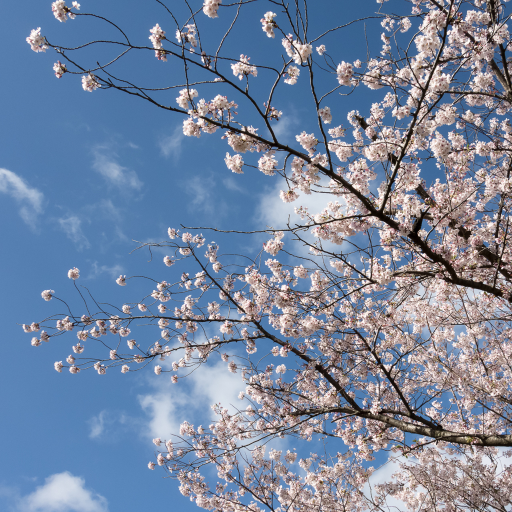 sakura