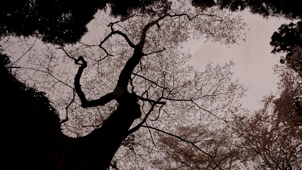 ++ old cherry tree ++