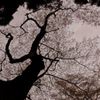 ++ old cherry tree ++