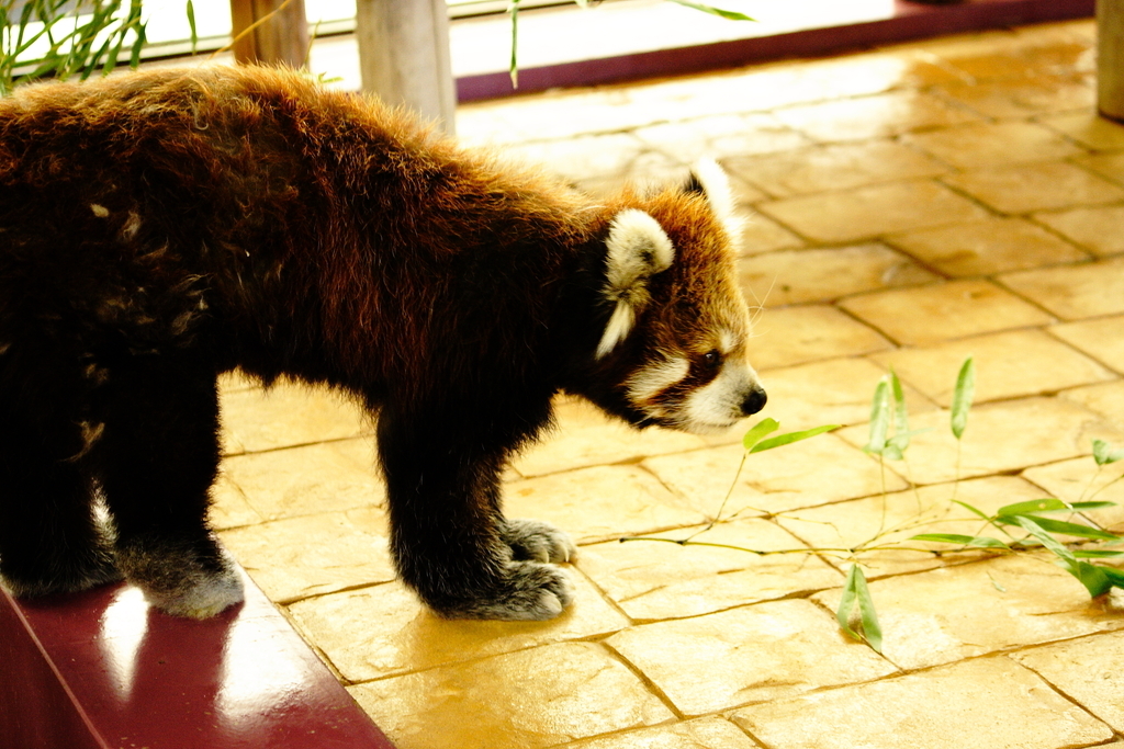 レッサーパンダ