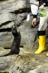カワウソ