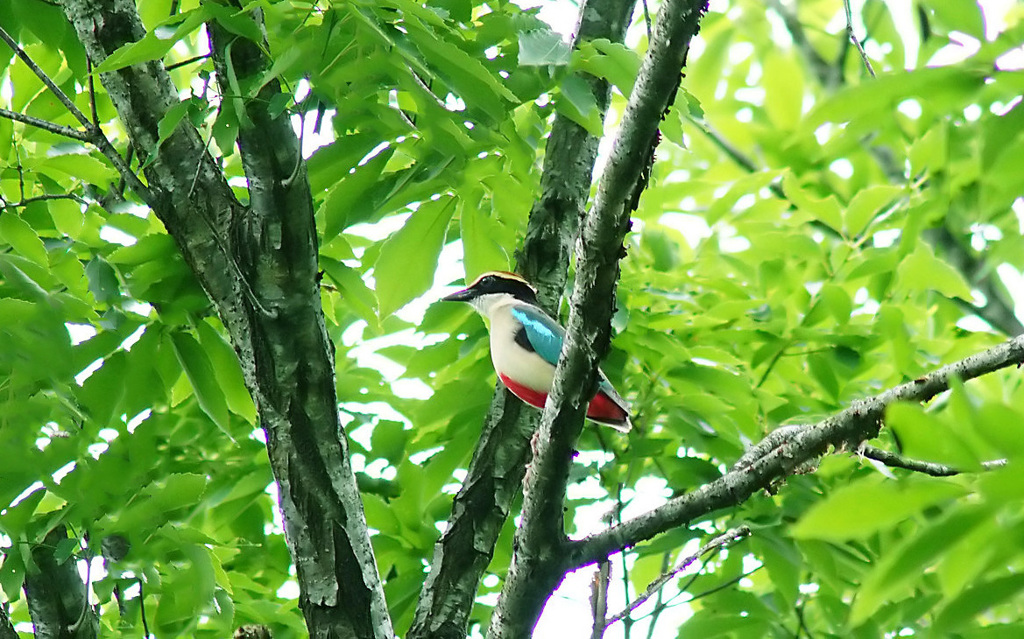 ヤイロチョウ！！