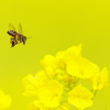 菜の花