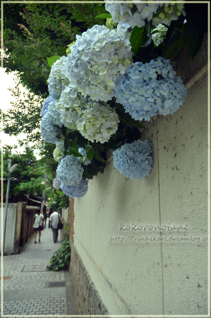 紫陽花が「またね」って・・・。