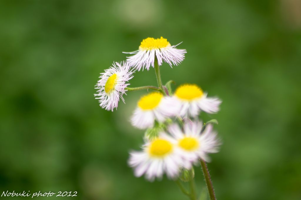 花2