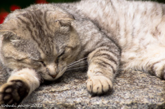 猫