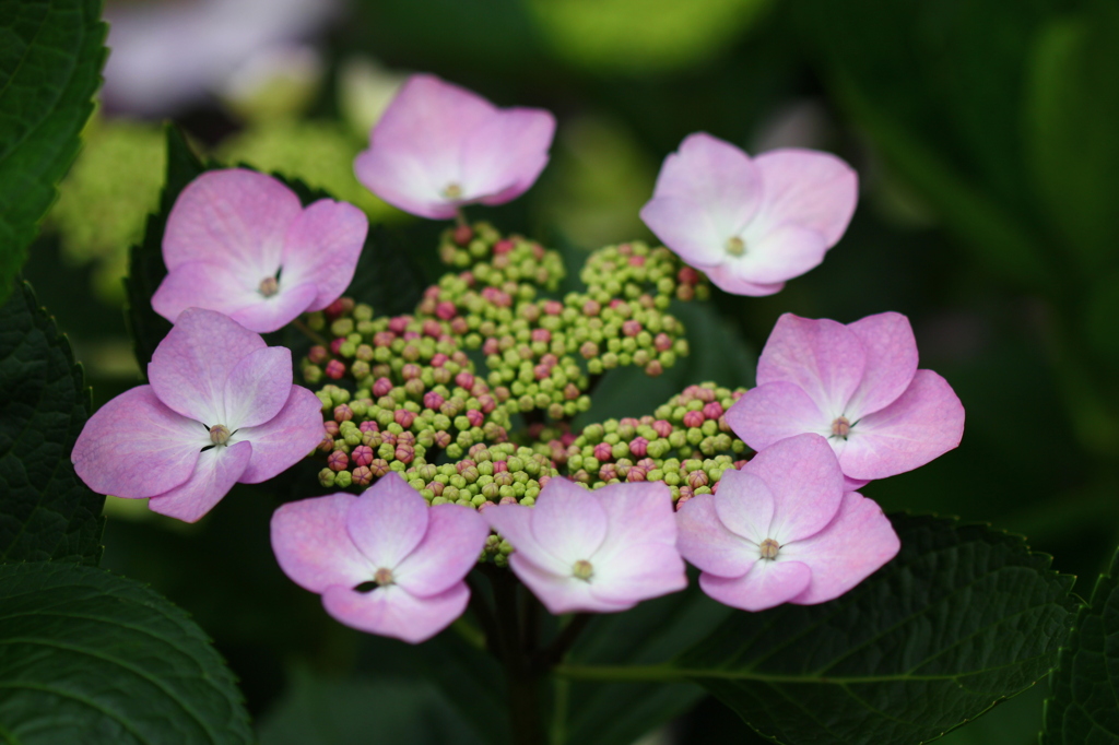 紫陽花