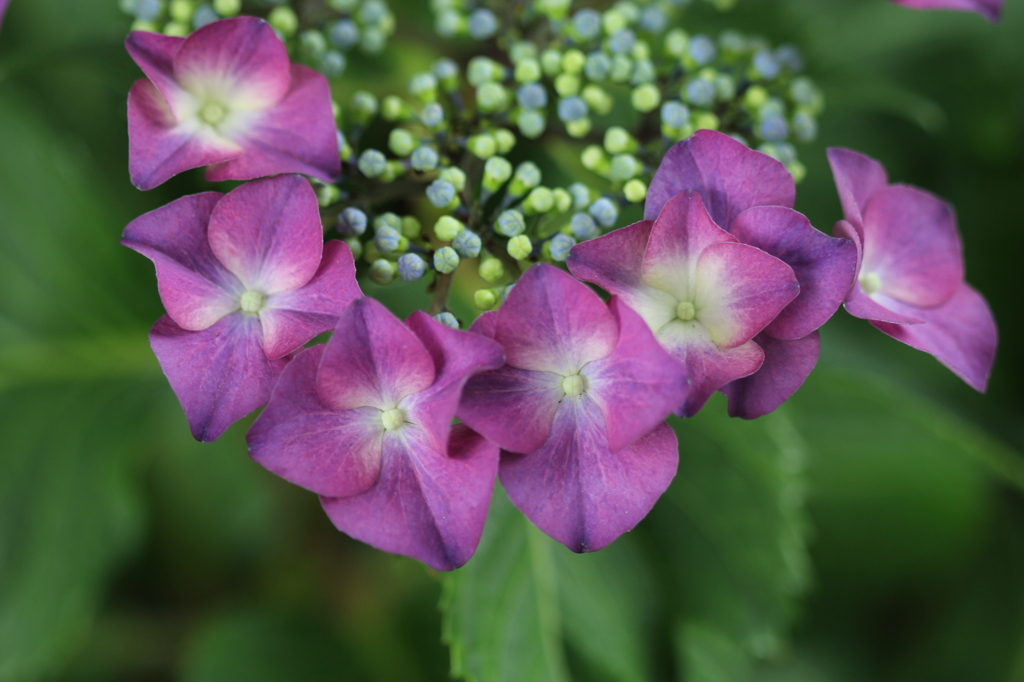 紫陽花