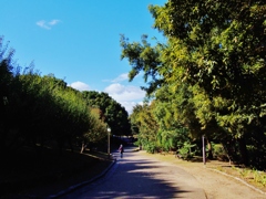 色づく公園