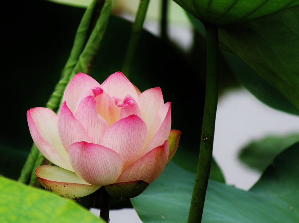 蓮の花