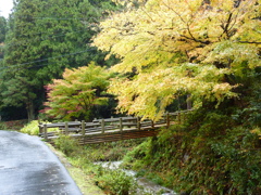 秋の色彩
