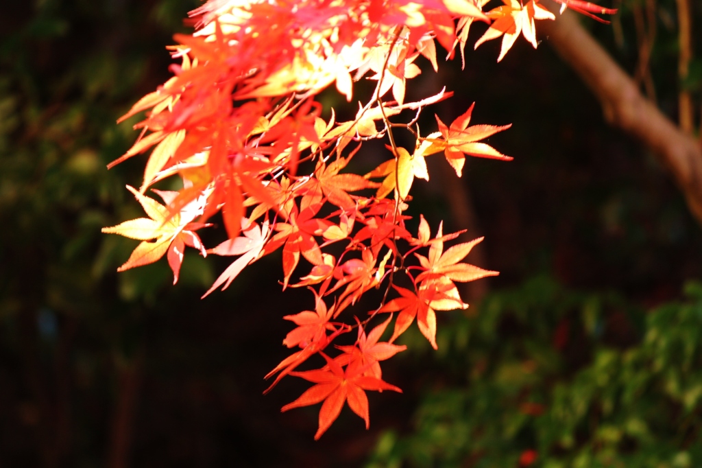 紅葉狩り