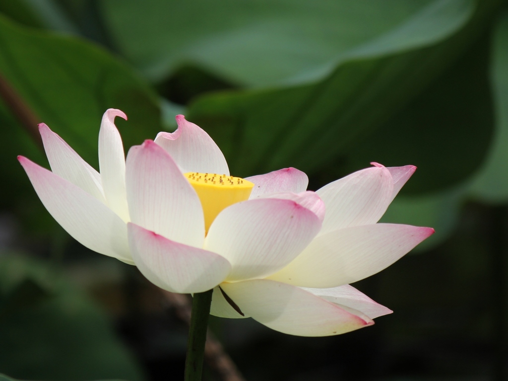 蓮の花