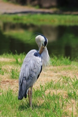 アオサギの羽繕い