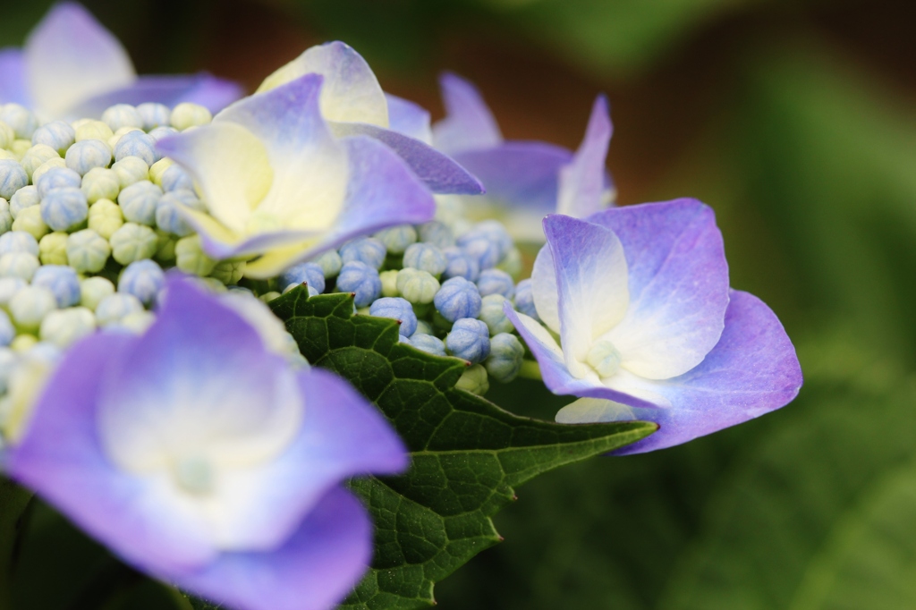 紫陽花の花