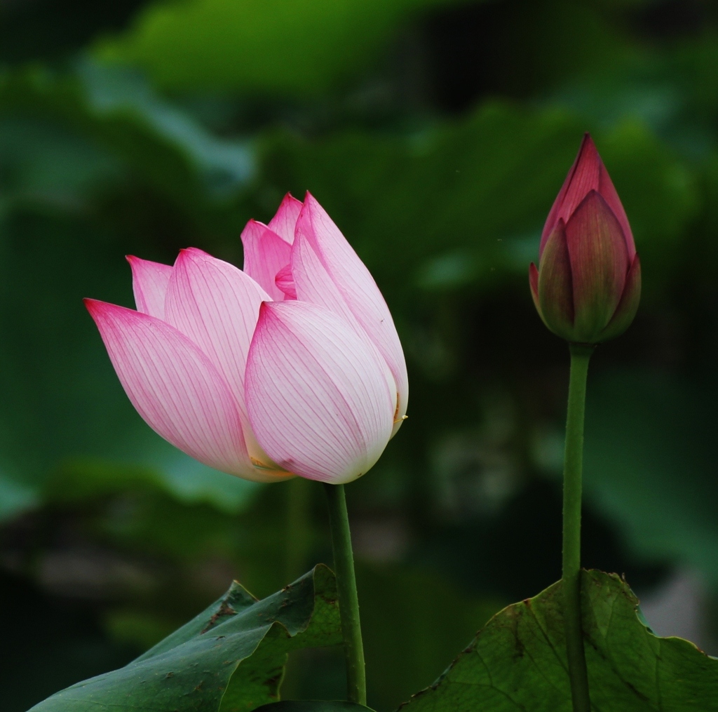 水上に咲く花