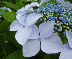 紫陽花