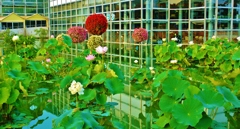 水辺に咲く花