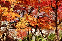 紅葉狩り