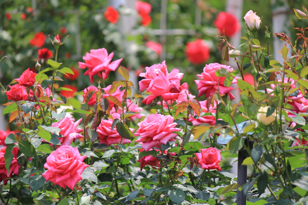 バラ園