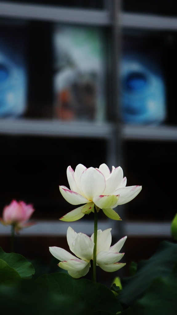 彩り