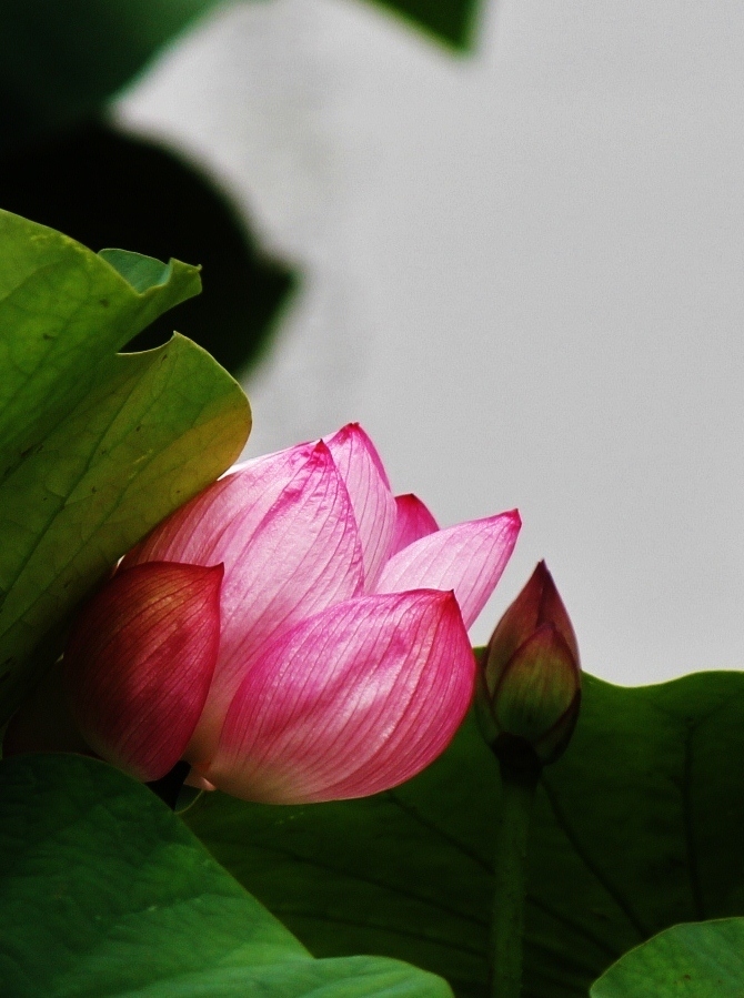 水上に咲く花