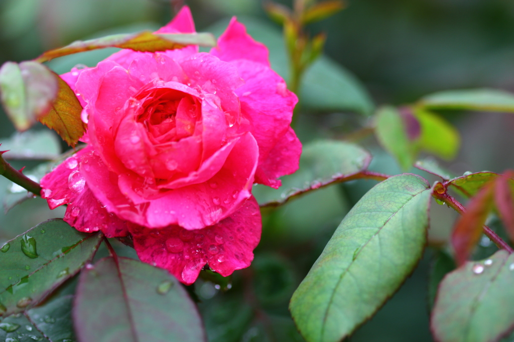 雨に咲く花