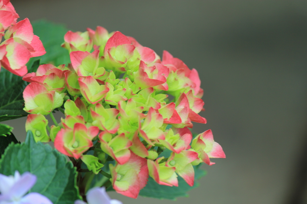 紫陽花の花
