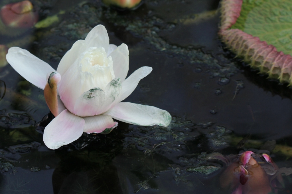 水辺に咲く花