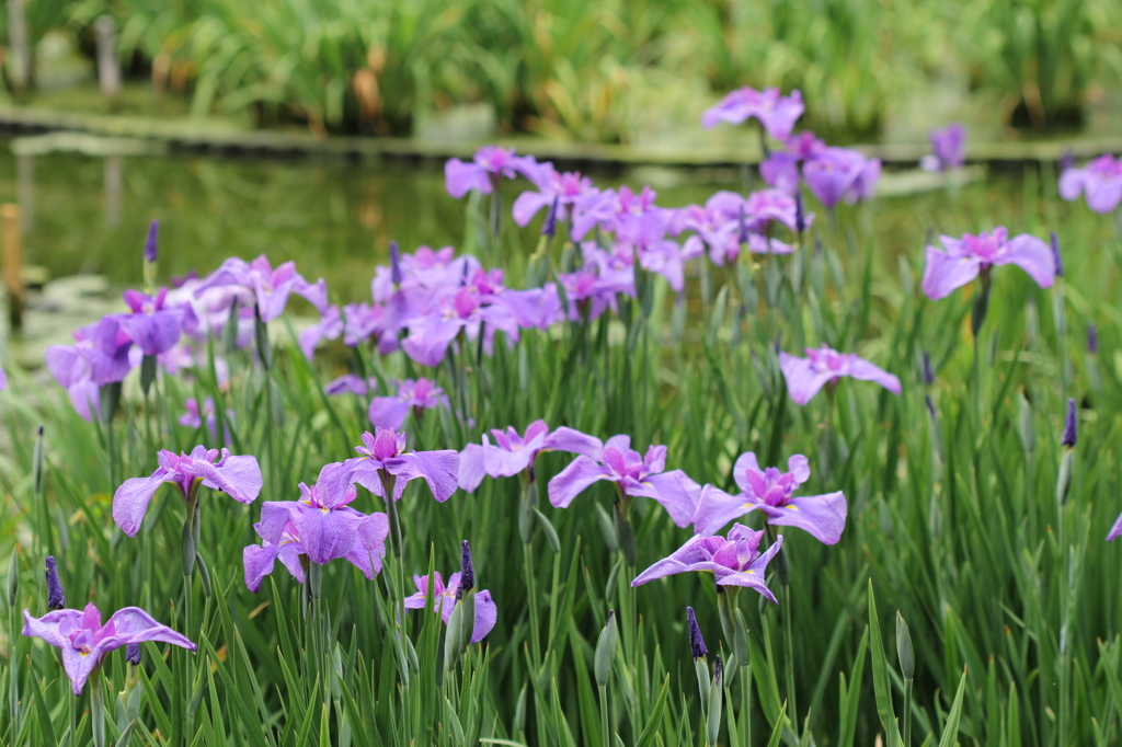 菖蒲園